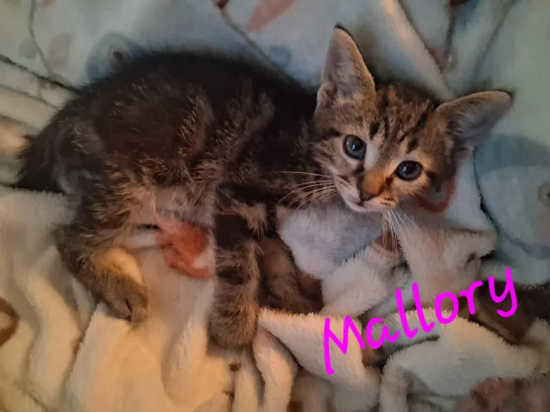 Mallory thumbnail 3