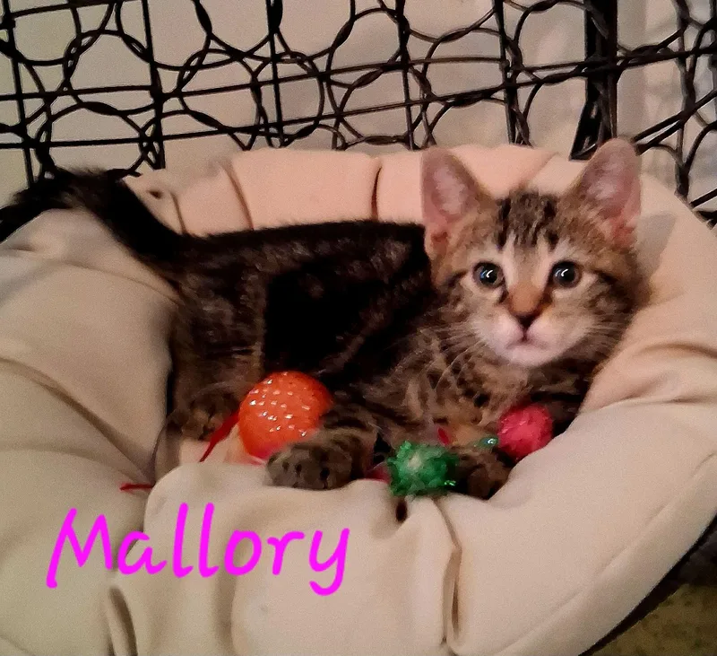 Mallory thumbnail 4
