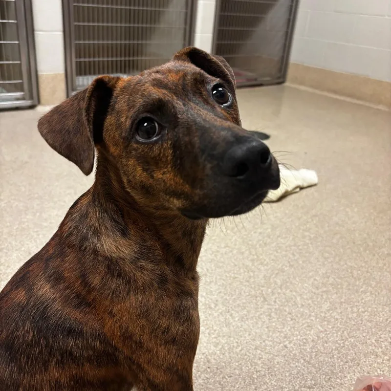 A young medium-sized male Brown / Chocolate Plott Hound dog named Emberus for adoption in Bristol, IN