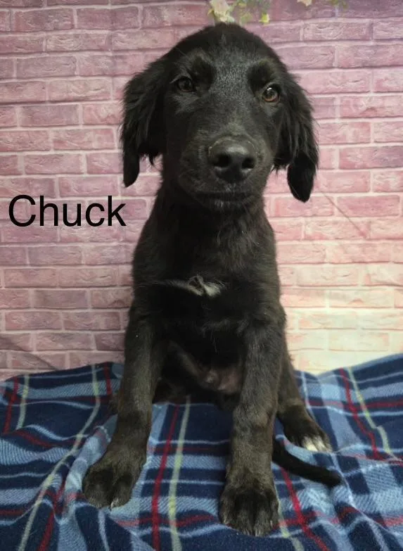 Chuck thumbnail 2