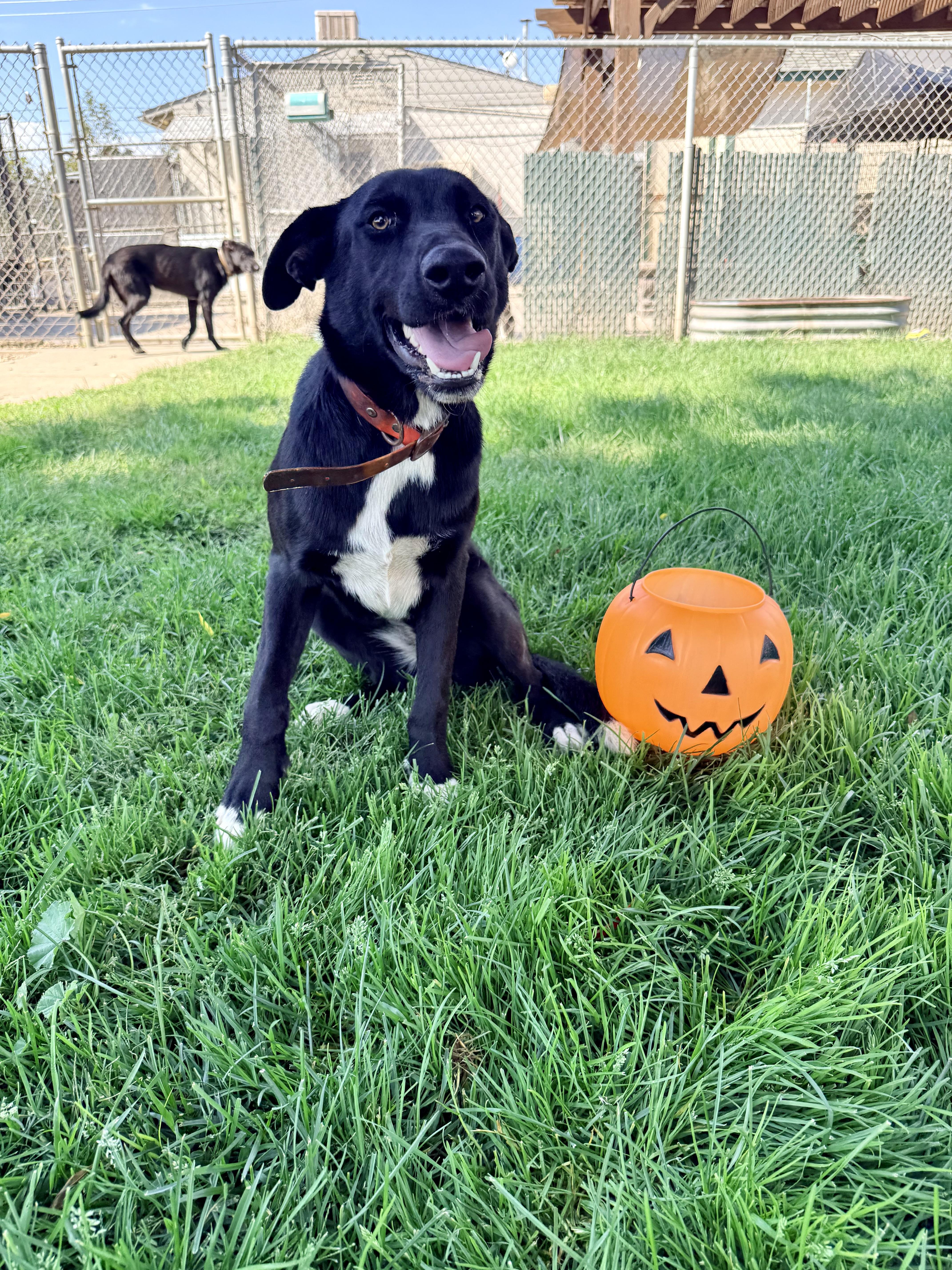 An adult medium-sized male Border Collie dog named Georgie for adoption in Oakdale, CA