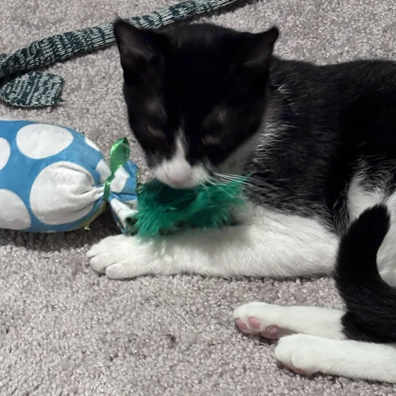 Molly thumbnail 3
