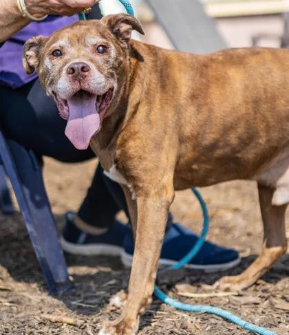 A senior medium-sized male Mixed Breed dog named Cavalli for adoption in Chamblee, GA
