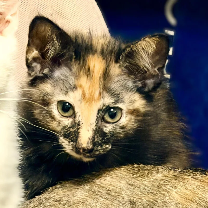 A baby medium-sized female Tortoiseshell cat named Rosie for adoption in Fort Myers, FL
