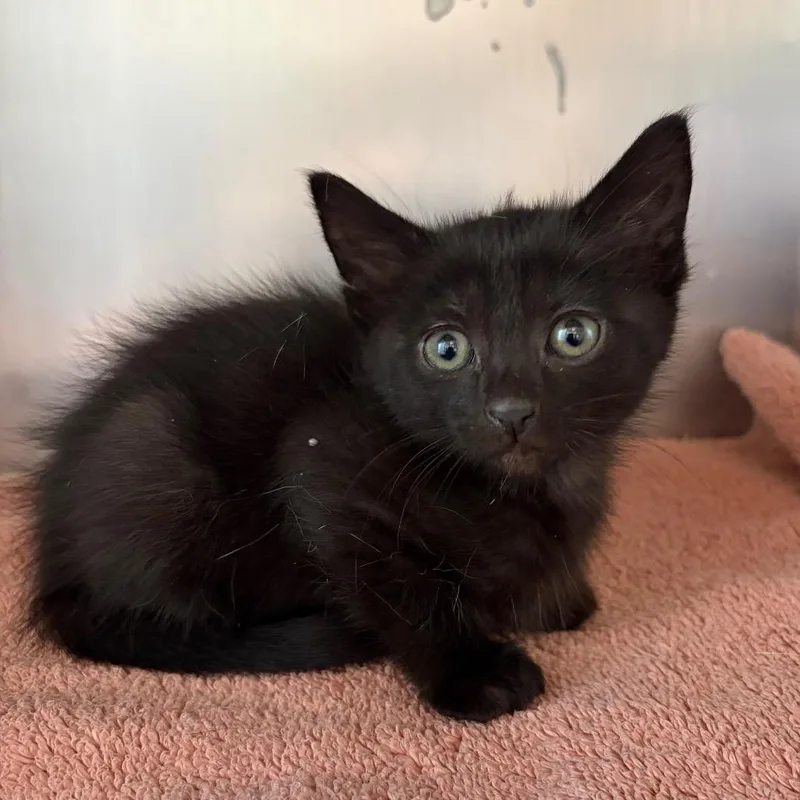 A baby small-sized female Black Domestic Short Hair cat named Claudia for adoption in Council Bluffs, IA