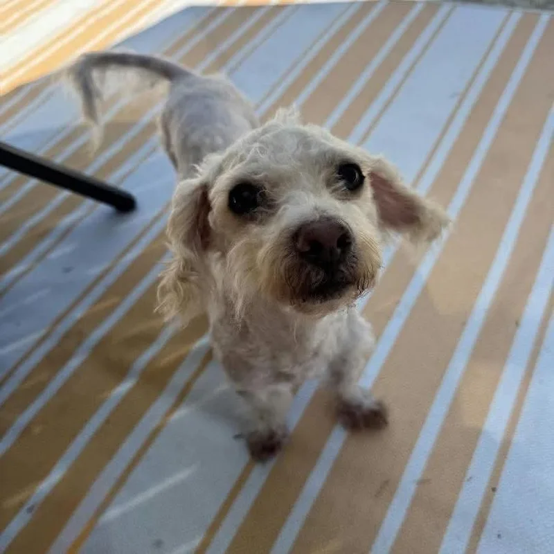 A senior small-sized male White / Cream Poodle dog named Waffle Arriving for adoption in Princeton, MN