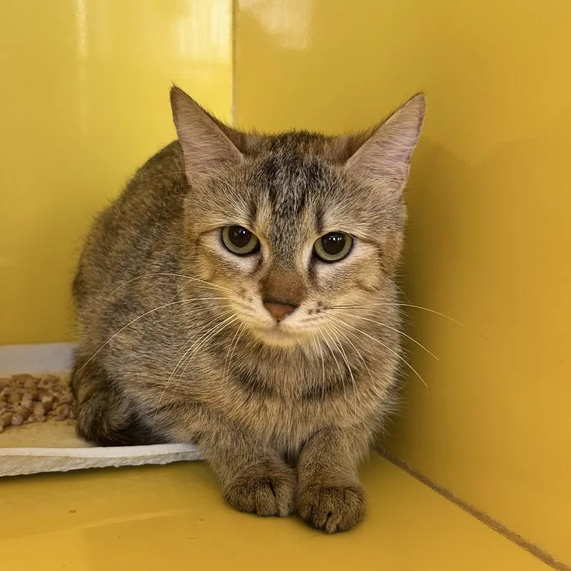 A young medium-sized female Brown / Chocolate Domestic Short Hair cat named Shaquita for adoption in Abilene, TX