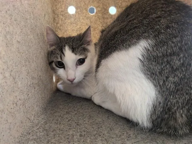 A young medium-sized male Domestic Short Hair cat named Chico for adoption in Lancaster, CA