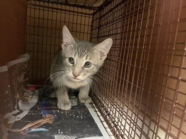 A baby small-sized male Domestic Short Hair cat named Buttercup for adoption in Austin, TX