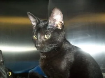 A baby small-sized female Domestic Short Hair cat named Ashlynn for adoption in Daytona Beach, FL