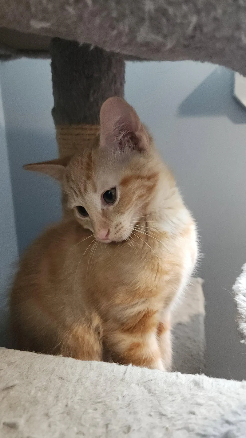 A baby medium-sized female Orange / Red Domestic Short Hair cat named Colette for adoption in Walled Lake, MI
