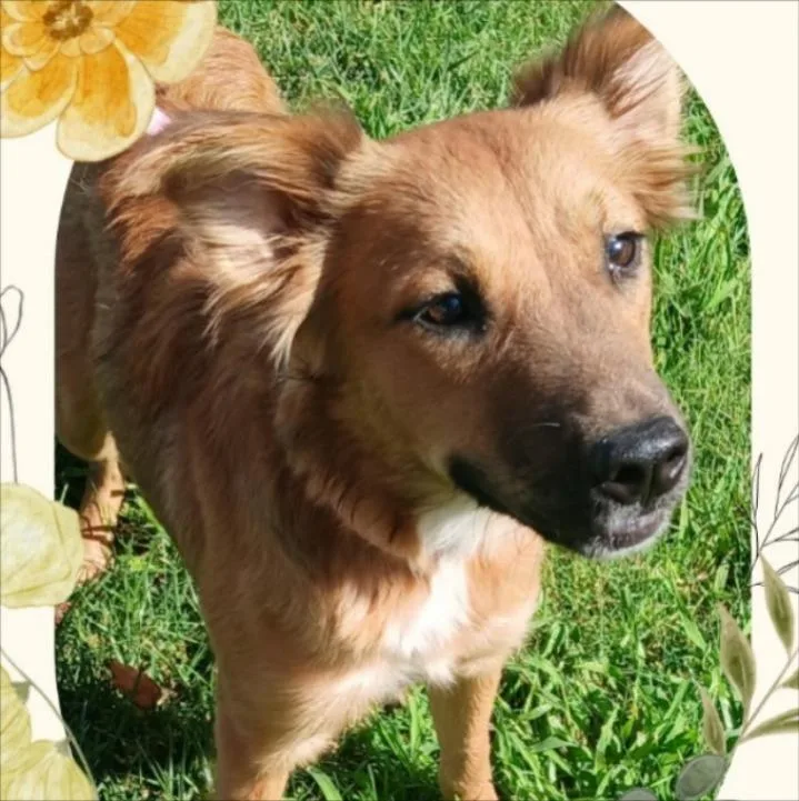 A young small-sized female Spaniel dog named Biscuit for adoption in Thompson Falls, MT