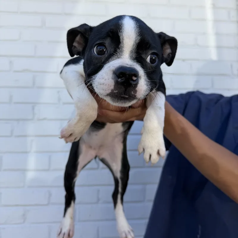 A baby small-sized female Black Boston Terrier dog named Virunga for adoption in Northbrook, IL