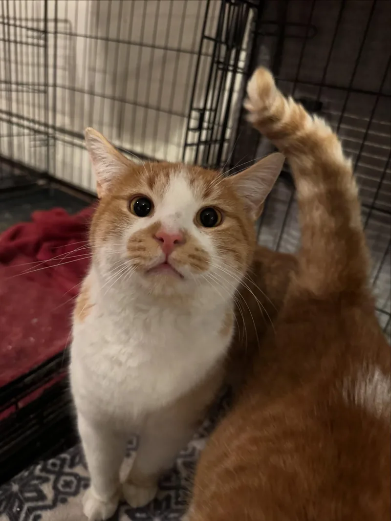 Phoenix Bonded Pair & thumbnail 3