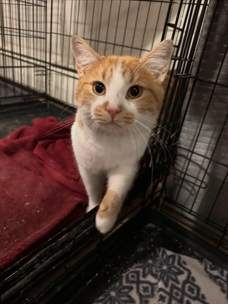 Phoenix Bonded Pair &