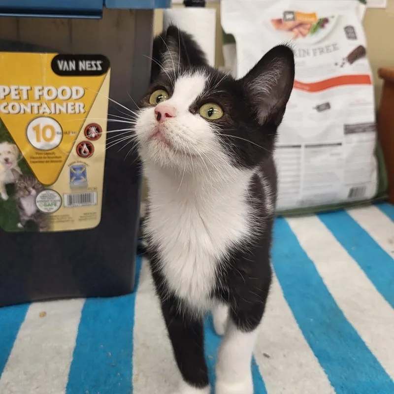 A baby small-sized female White Domestic Short Hair cat named Harley Quinn for adoption in Springfield, OH