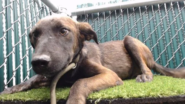 A young medium-sized male Pit Bull Terrier dog named Raiden for adoption in Downey, CA