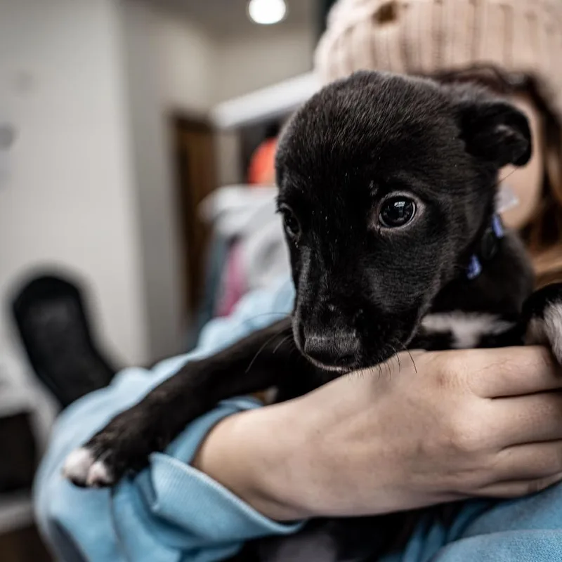 Raspberry thumbnail 2