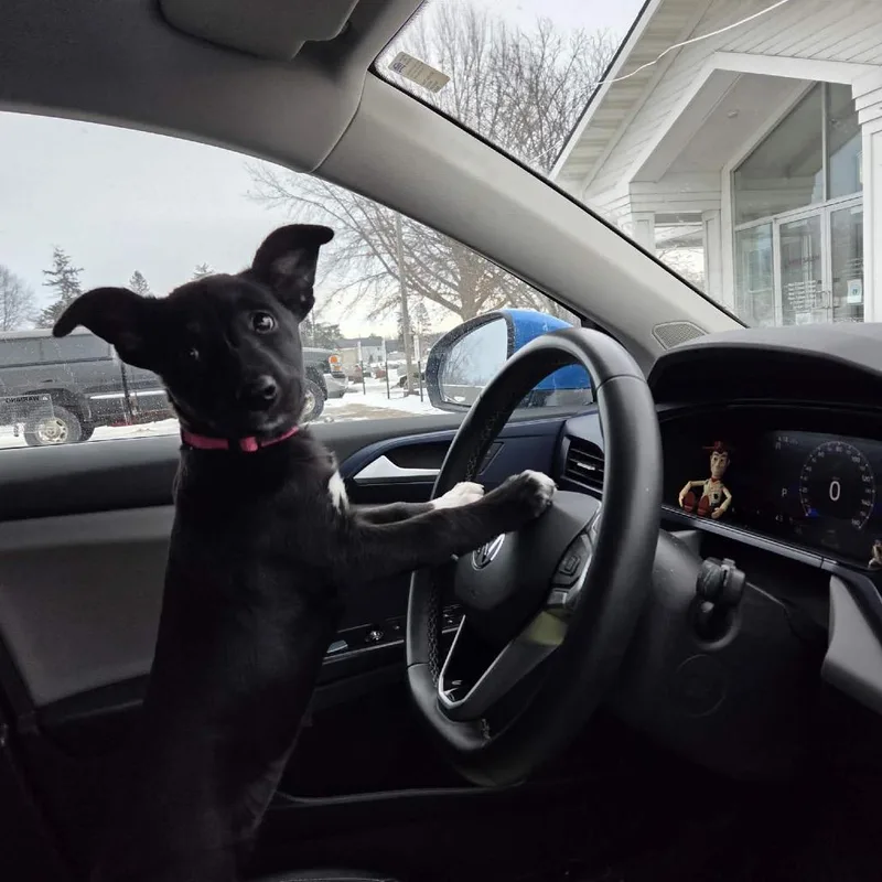 Raspberry thumbnail 3