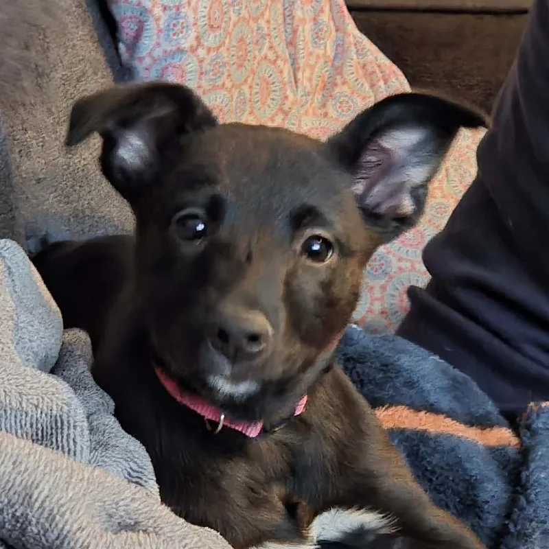 Raspberry thumbnail 5