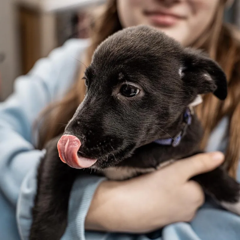 Raspberry thumbnail 6