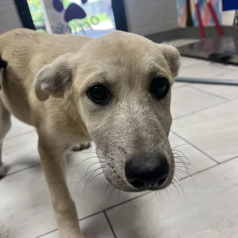 A baby medium-sized female Yellow / Tan / Blond / Fawn Mixed Breed dog named Maddy for adoption in Lufkin, TX