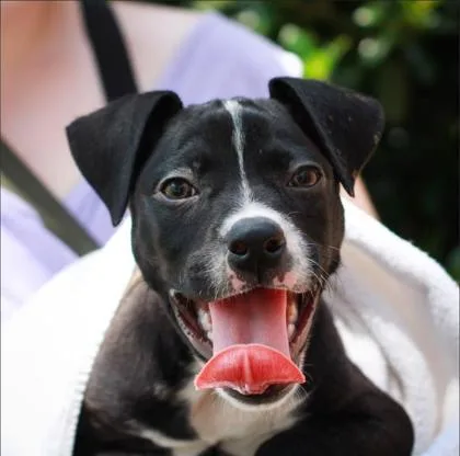 A baby small-sized male Mixed Breed dog named Clue for adoption in West Chester, PA