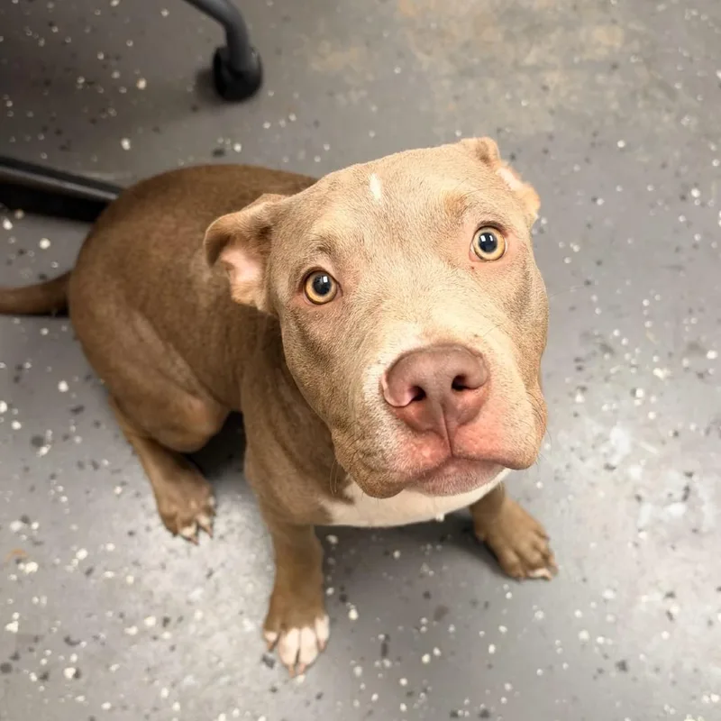 A young medium-sized male Gray / Blue / Silver Mixed Breed dog named Benji for adoption in Columbiana, AL