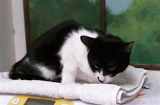 A young medium-sized female Domestic Short Hair cat named Azura for adoption in Houston, TX