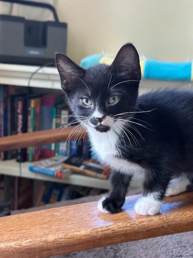 Mittens thumbnail 2