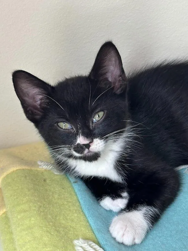Mittens thumbnail 3