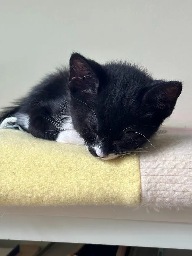 Mittens thumbnail 4