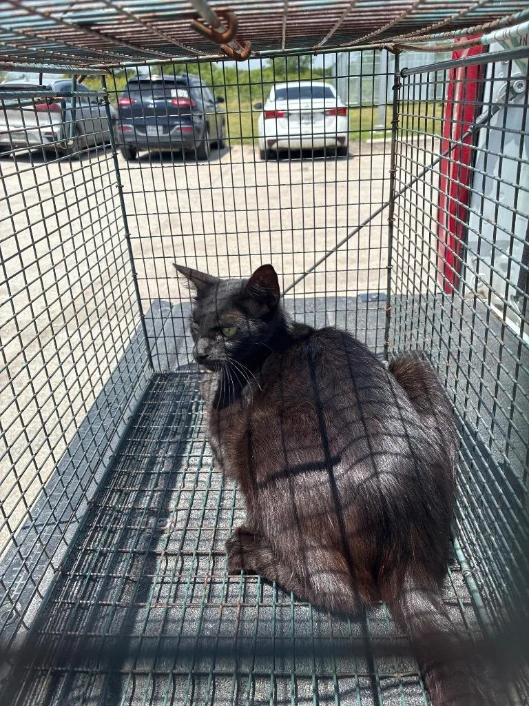 A young medium-sized female Domestic Short Hair cat named Marble for adoption in New Braunfels, TX