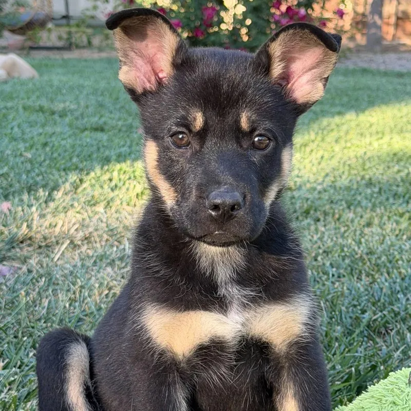 A baby medium-sized male Black Cattle Dog dog named Patrick for adoption in Riverside, CA