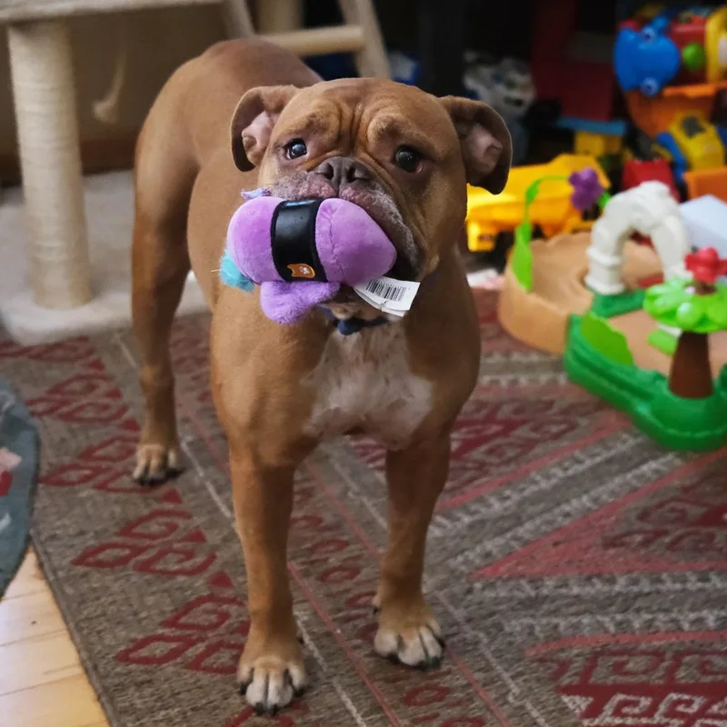 An adult large-sized female Yellow / Tan / Blond / Fawn English Bulldog dog named Becky D for adoption in Minnetonka, MN