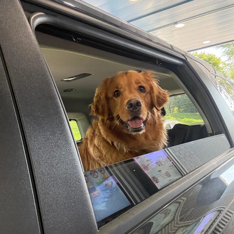 An adult large-sized female Golden Retriever dog named Sadie for adoption in Brookfield, WI