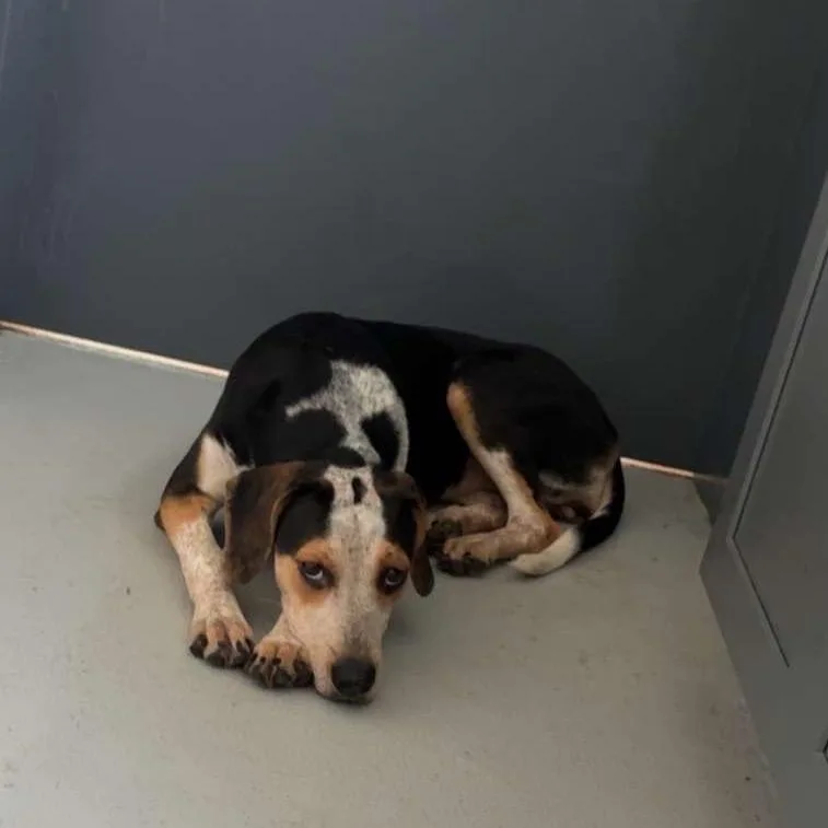 A young medium-sized female Hound dog named Venus for adoption in Huntington, WV