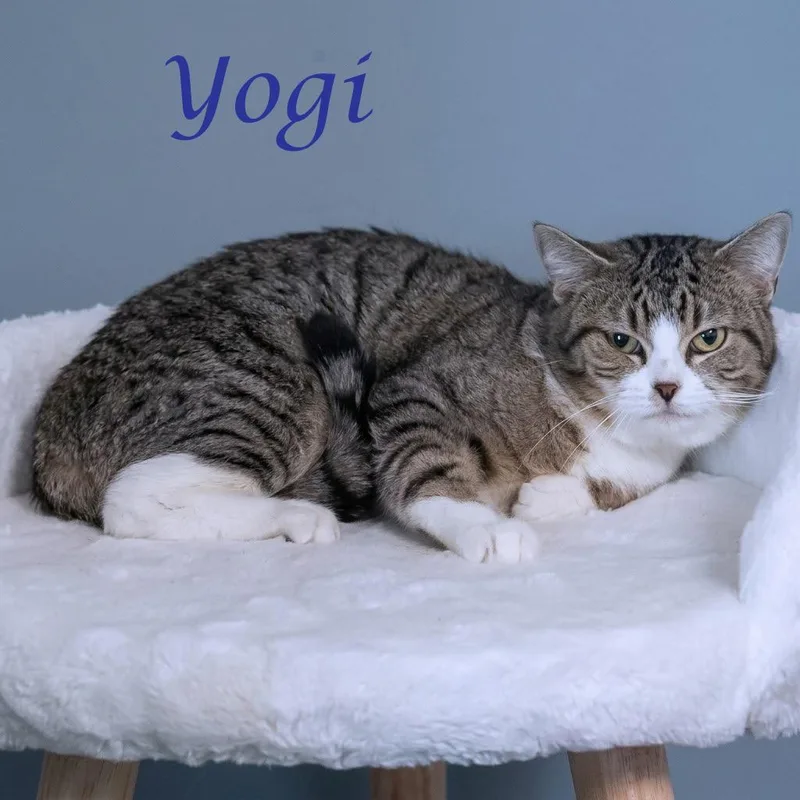 An adult medium-sized male Brown / Chocolate Domestic Short Hair cat named Yogi C for adoption in Lebanon, TN