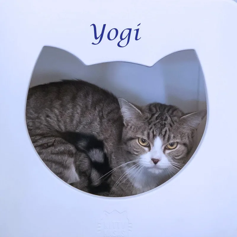 Yogi C thumbnail 2