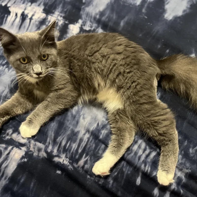 A young medium-sized male Gray / Blue / Silver American Shorthair cat named BBQ Pizza for adoption in Chattanooga, TN