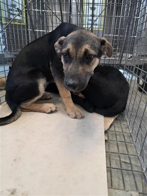 A baby small-sized female Terrier dog named Bianca for adoption in San Antonio, TX