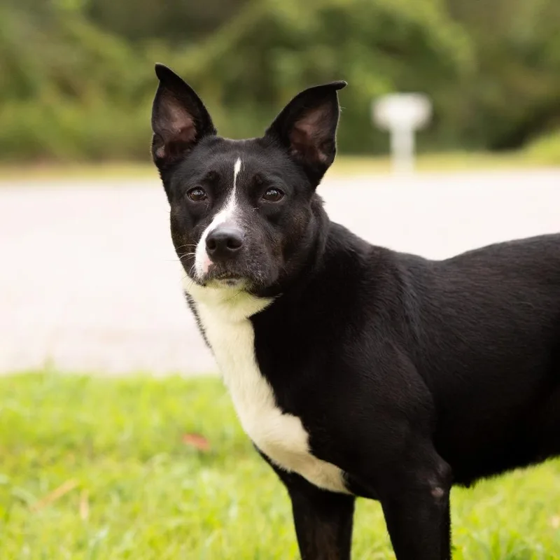 An adult medium-sized female Labrador Retriever dog named Sissy for adoption in Dixon, KY