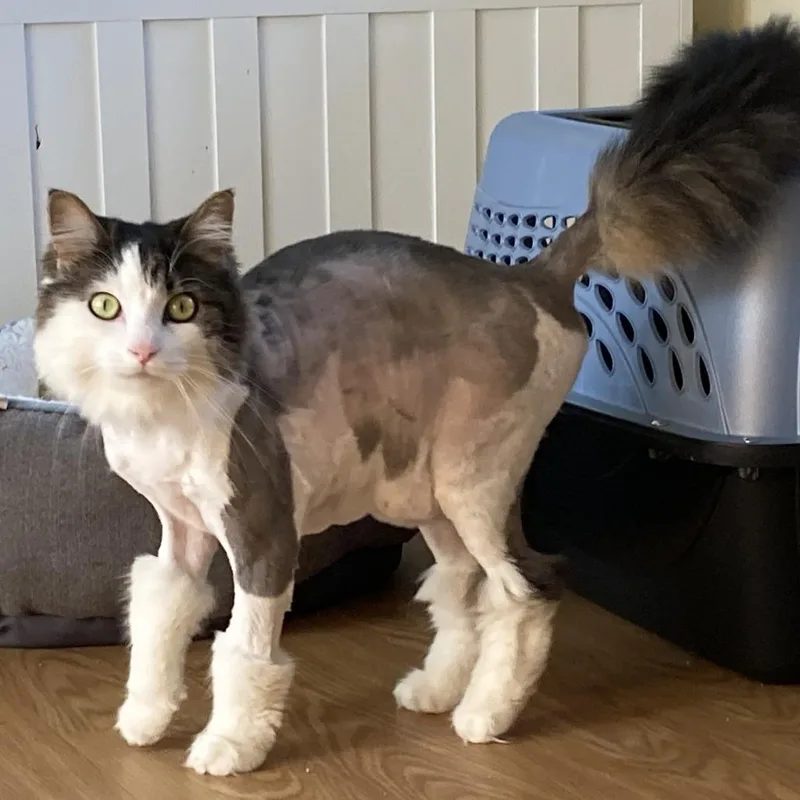 An adult small-sized female White Domestic Long Hair cat named Ophelia for adoption in Nashville, IN