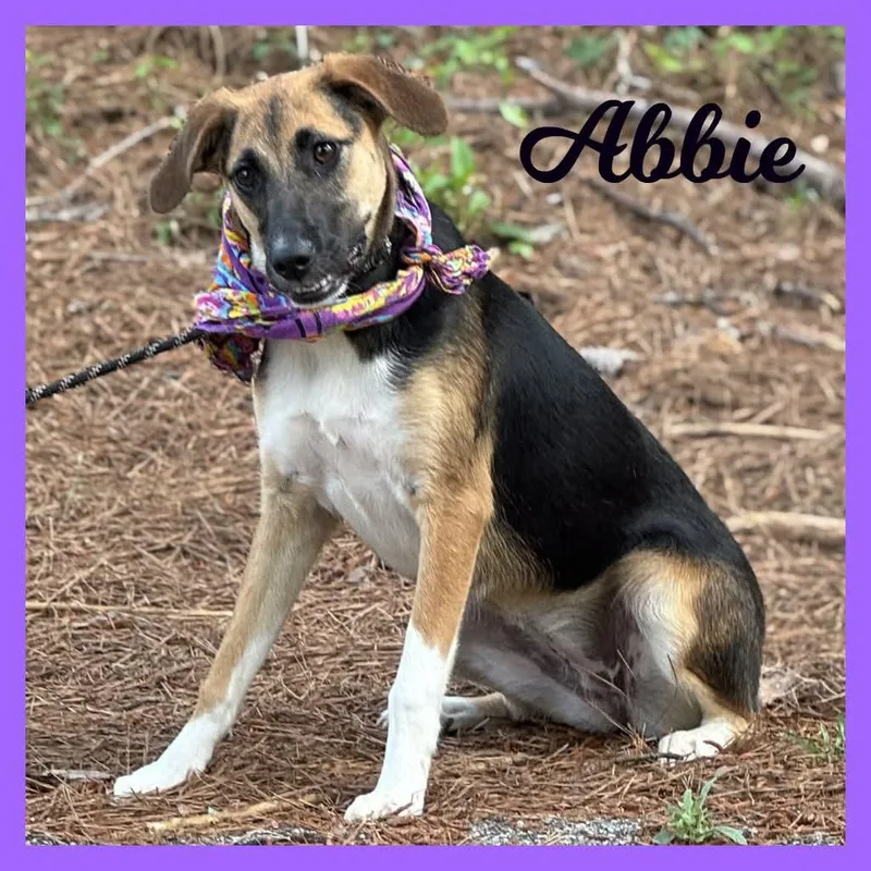 A young medium-sized female Bicolor Mixed Breed dog named Addie for adoption in Sumter, SC