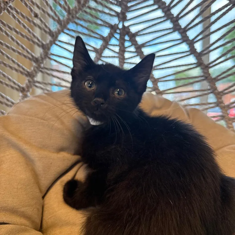 A baby small-sized male Black Domestic Short Hair cat named Panther for adoption in Pasadena , MD