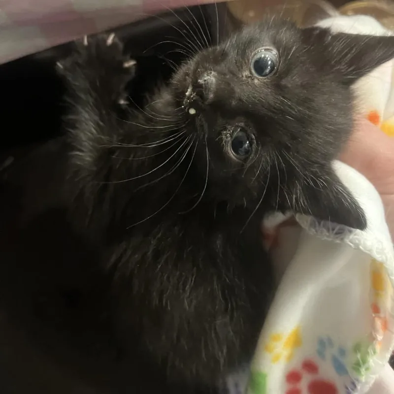 Panther thumbnail 3