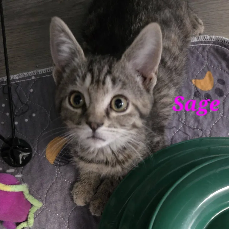A baby medium-sized female Tabby (Brown / Chocolate) Domestic Short Hair cat named Sage for adoption in Vine Grove, KY
