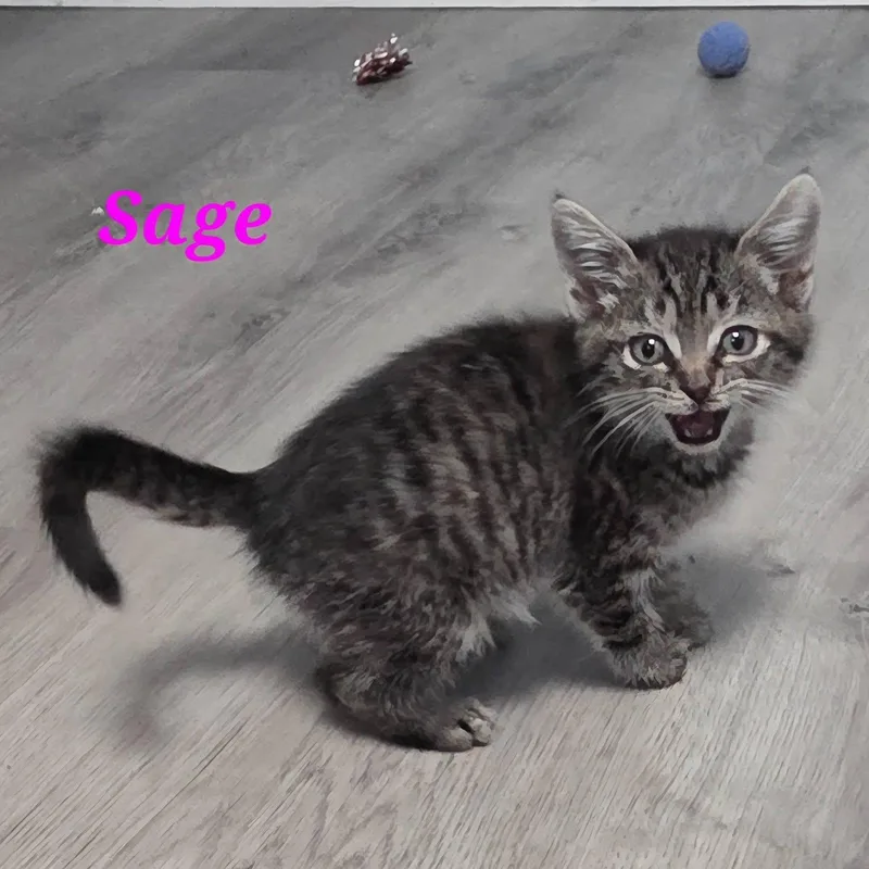 Sage thumbnail 3