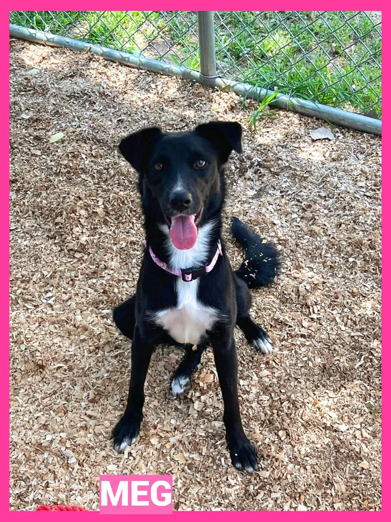 A young medium-sized female Dachshund dog named Meg for adoption in Granbury, TX