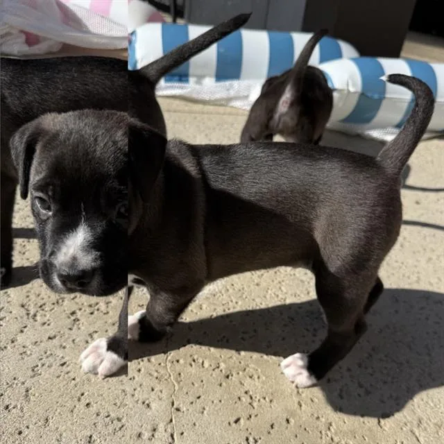 A baby medium-sized male Pit Bull Terrier dog named Max for adoption in Camarillo, CA